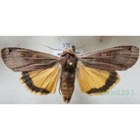 Noctua pronuba (Linnaeus, 1758) Rolnica tasiemka Czech37f